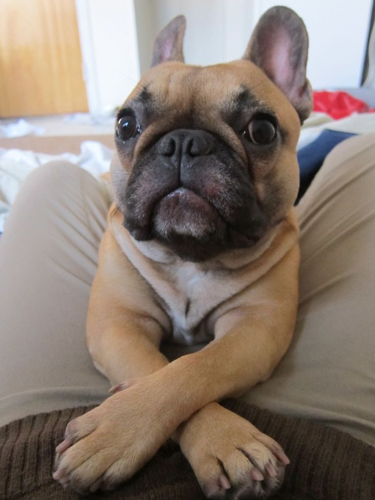 Stop French Bulldog from Biting Feet with These 6 Tips 17