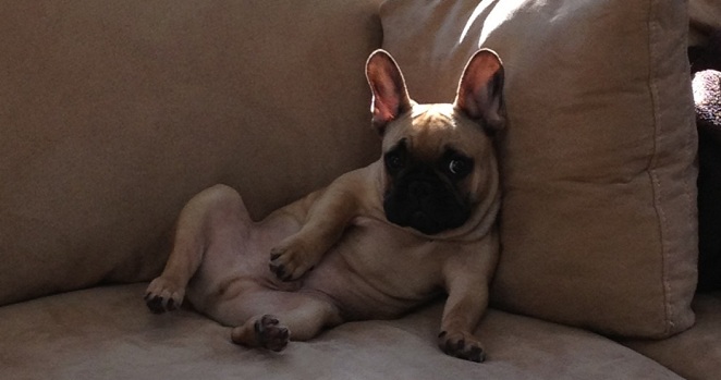 16 Reasons French Bulldogs Are The Worst Indoor Dog Breeds Of All Time 13 French Bulldog sitting