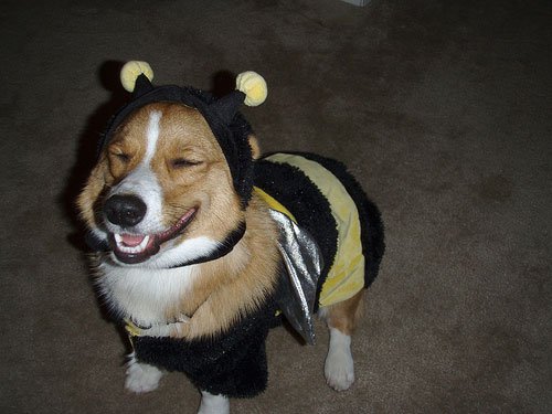 Happy Bee corgi