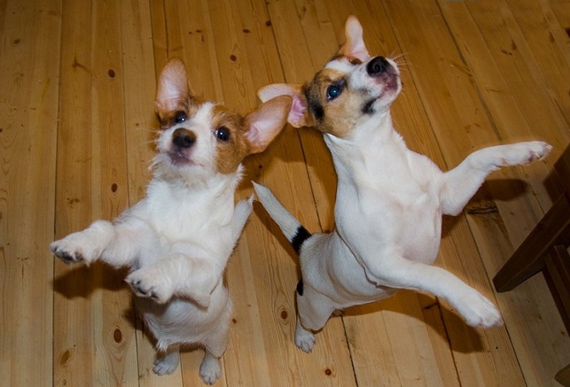 Jack Russells happy dogs