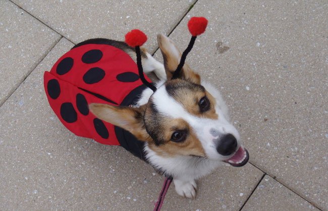 Ladybug corgi