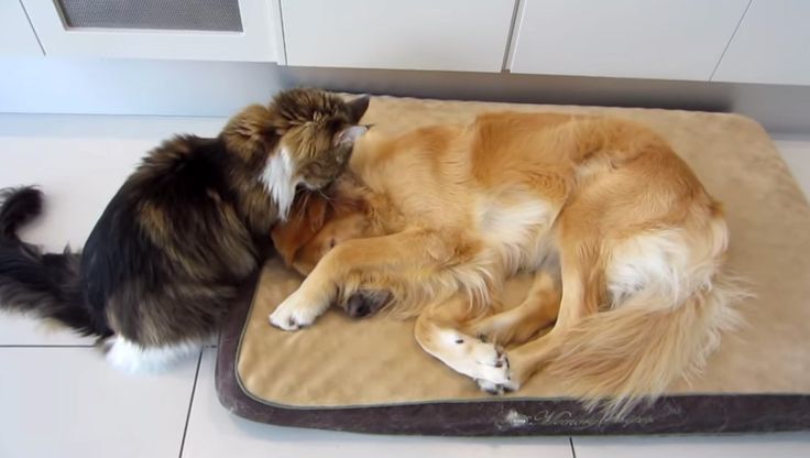 Maine Coon cat and dog