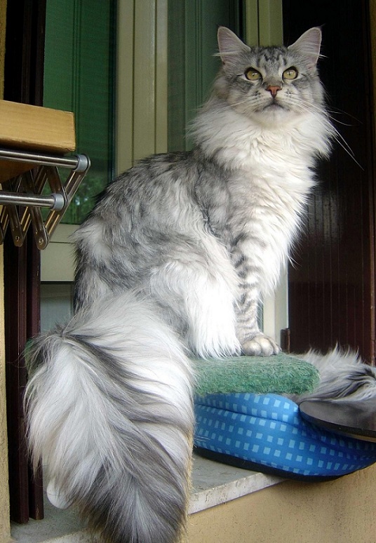 16 Reasons Maine Coons Are Not The Friendly Cats Everyone Says They Are