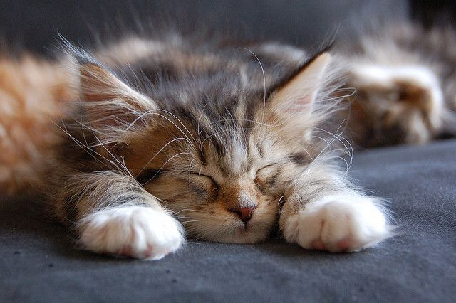 Maine Coon kitten nap