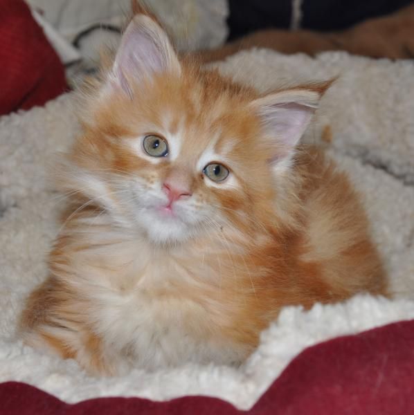 Maine Coon red kitten