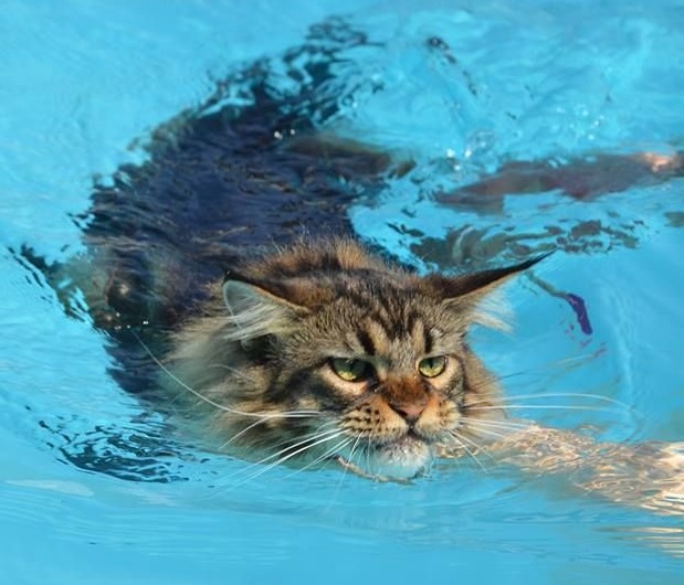 Maine Coon swimming