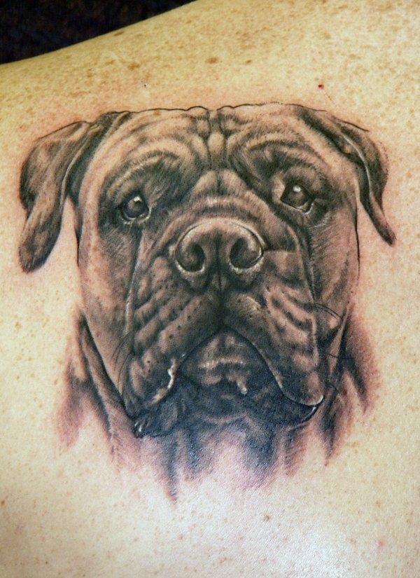 Mastiff Tattoo curious face