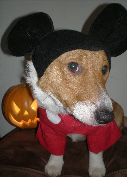 Mickey Mouse corgi