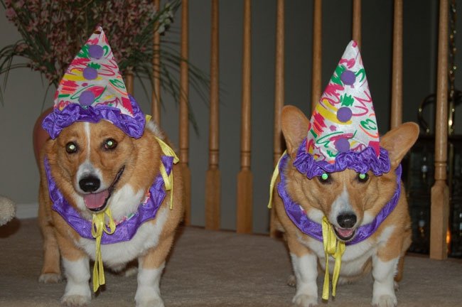 Party Animals corgis