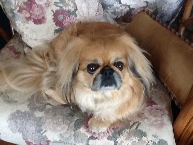 15 Reasons Pekingeses Are Not The Friendly Dogs Everyone Says They Are 6 Pekingese awesome eyes