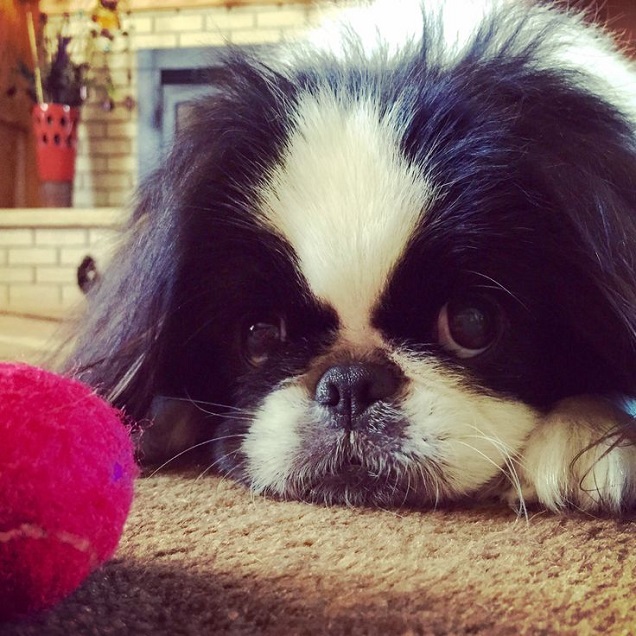 15 Reasons Pekingeses Are Not The Friendly Dogs Everyone Says They Are 11 Pekingese face closeup ball