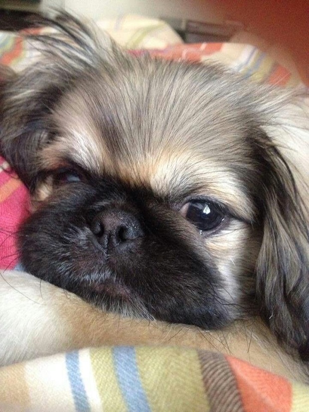 15 Reasons Pekingeses Are Not The Friendly Dogs Everyone Says They Are 15 Pekingese face eyes cute