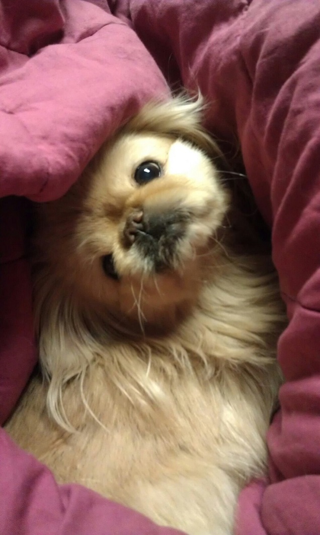 15 Reasons Pekingeses Are Not The Friendly Dogs Everyone Says They Are 2 Pekingese photo cute