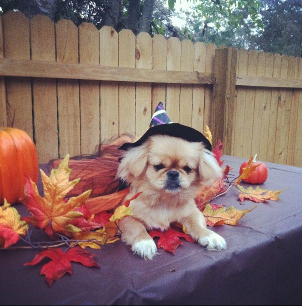 Pekingese puppy costume