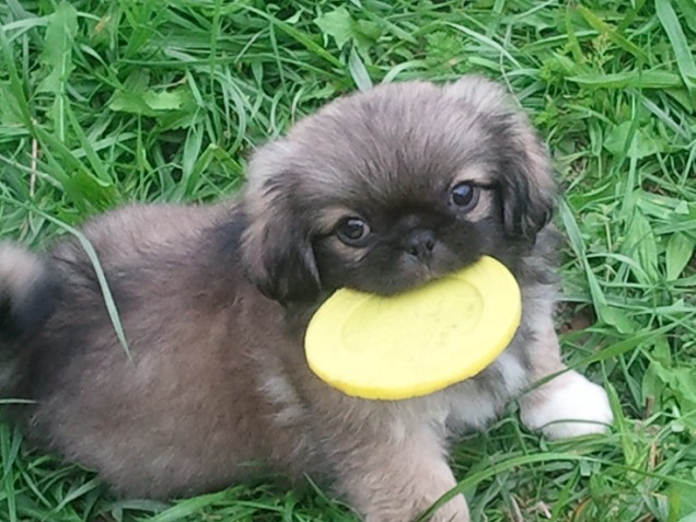 15 Reasons Pekingeses Are Not The Friendly Dogs Everyone Says They Are 12 Pekingese puppy play