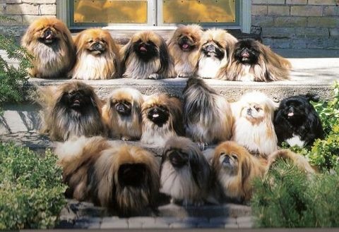 15 Reasons Pekingeses Are Not The Friendly Dogs Everyone Says They Are 13 Pekingeses many dogs