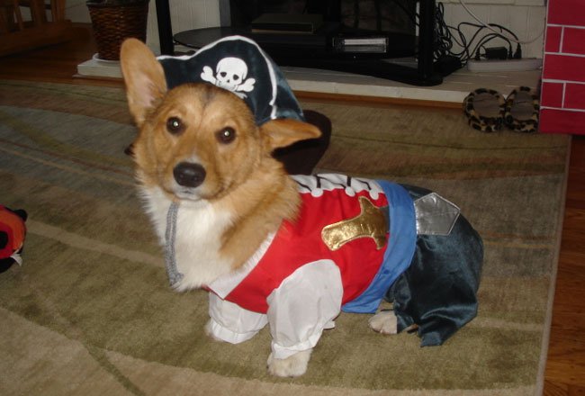 Pirate corgi