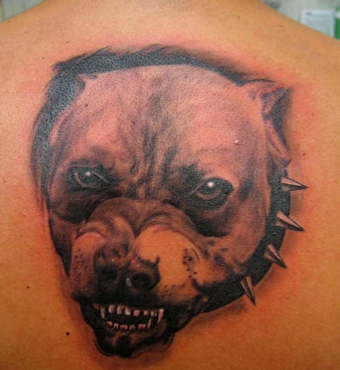 Pitbull-Tattoos design pics