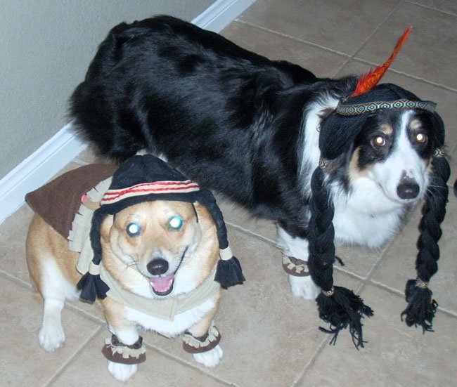 Pocahontases corgis