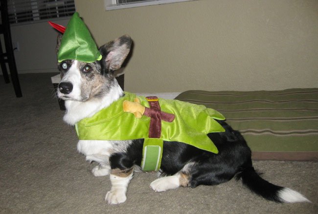 Robin Hood corgi