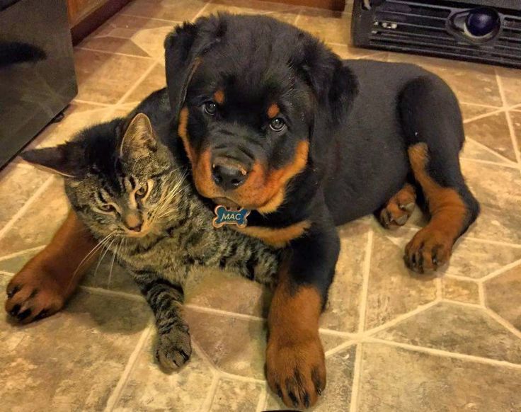 rottweiler dog cat dogs animals never things owners forget friends picdump acid cats funny breeds puppy november give puppies once