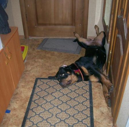 Rottweiler funny dog photo