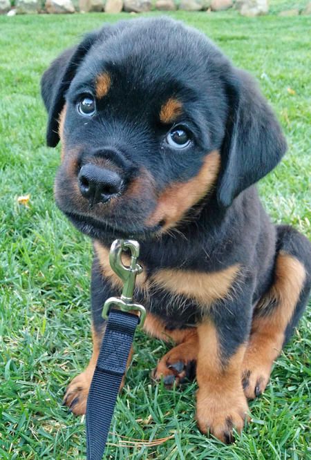 Rottweilers cute puppy