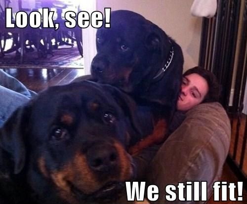 Rottweilers funny picture