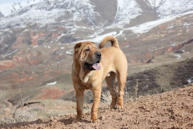 Shar Pei dog mountains