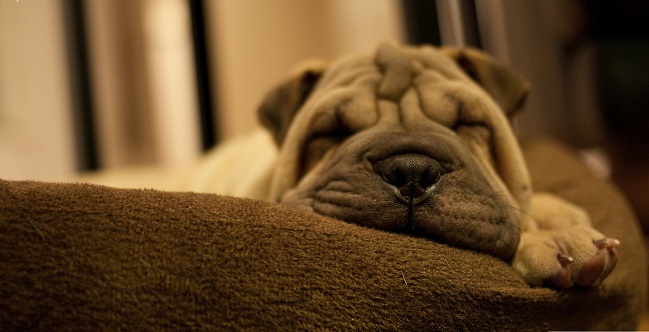 Shar Pei dog sleep