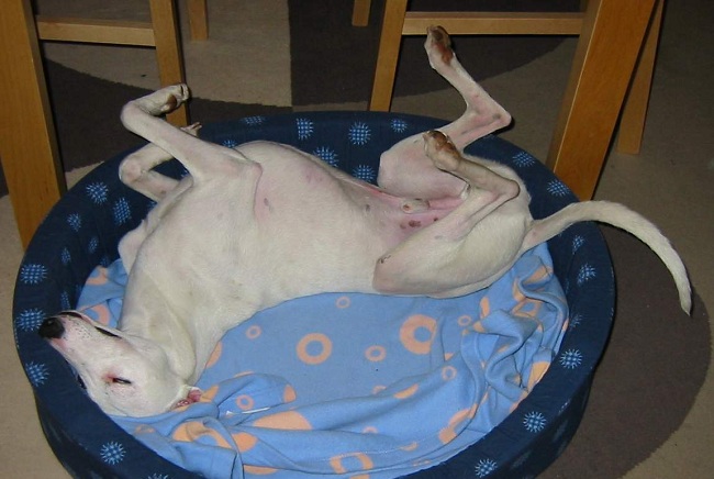 14 Reasons Whippets Are The Worst Indoor Dog Breeds Of All Time 12 Whippet sleeping position