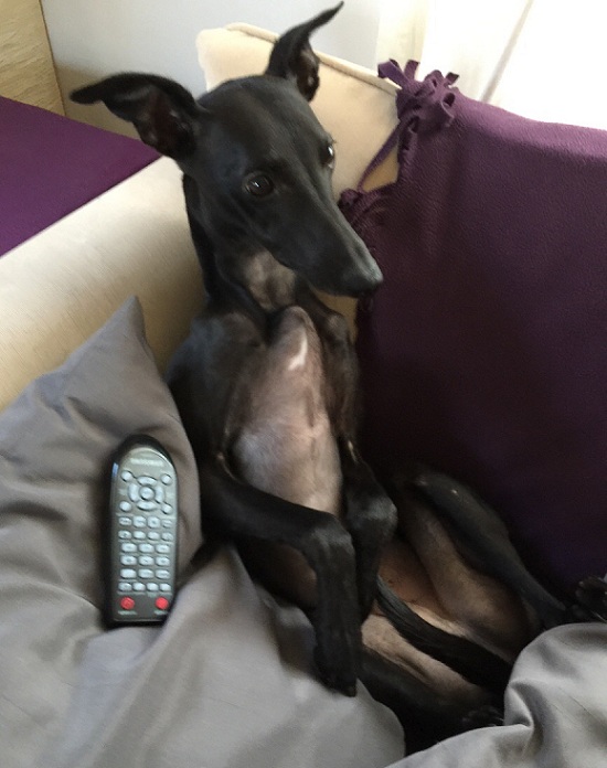 Whippet watching TV