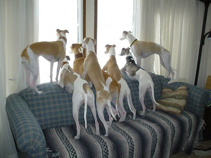 14 Reasons Whippets Are The Worst Indoor Dog Breeds Of All Time 9 Whippets looking window