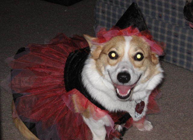 Witch Princess Fairy corgi