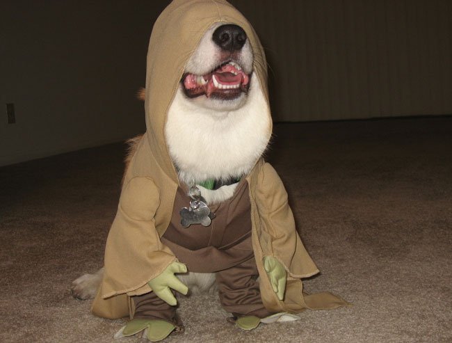 Yoda corgi