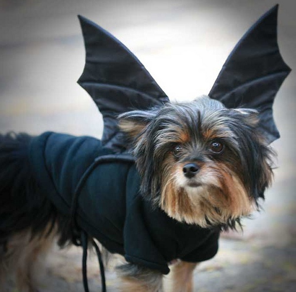 Yorkie halloween costume bat