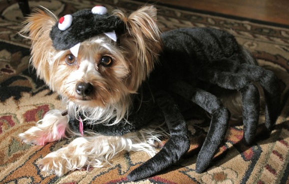 10 Costumes That Prove Yorkshire Terriers Always Win At Halloween 1