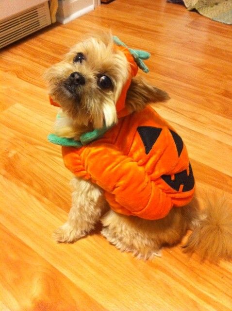 Yorkie halloween costume pumpkin