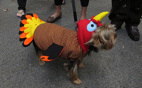 Yorkie halloween costume turkey