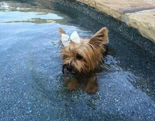 16 Reasons Yorkshire Terriers Are Not The Friendly Dogs Everyone Says They Are 1 Yorkshire Terrier in water