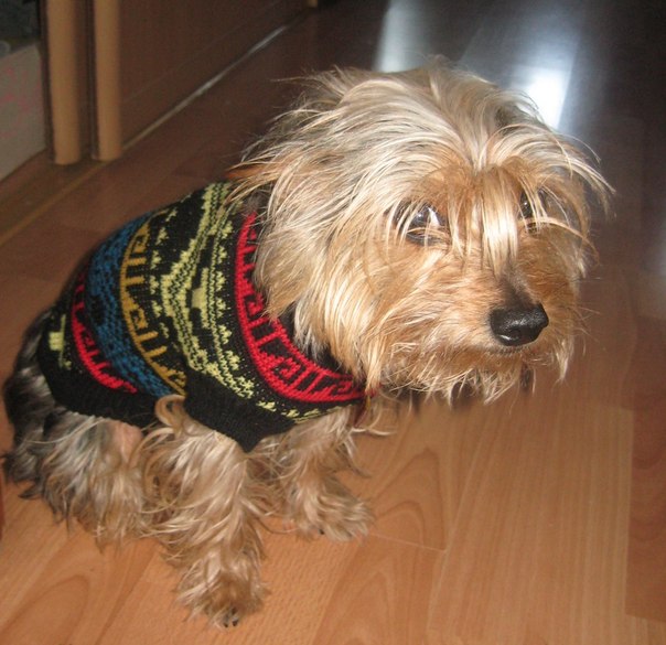 Yorkshire Terrier outfit