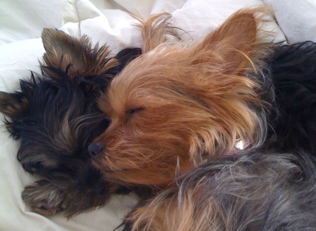 16 Reasons Yorkshire Terriers Are Not The Friendly Dogs Everyone Says They Are 4 Yorkshire Terriers sleeping