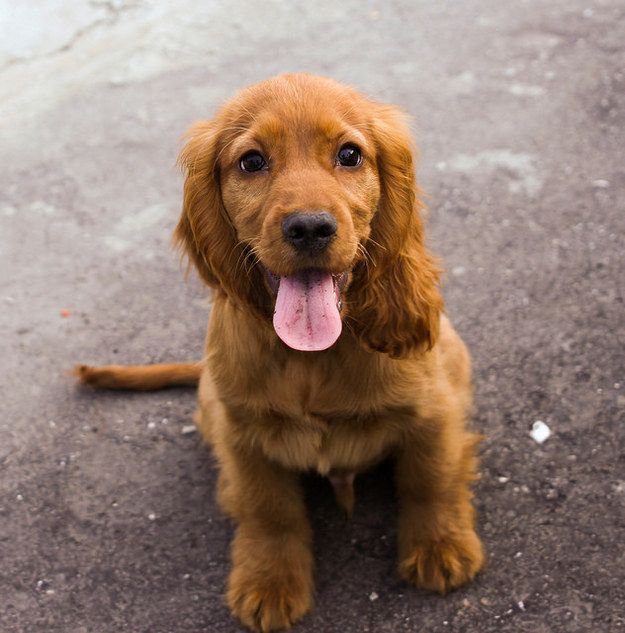 amazing cocker spaniel photo
