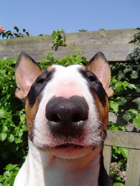 amazing face english bull terrier