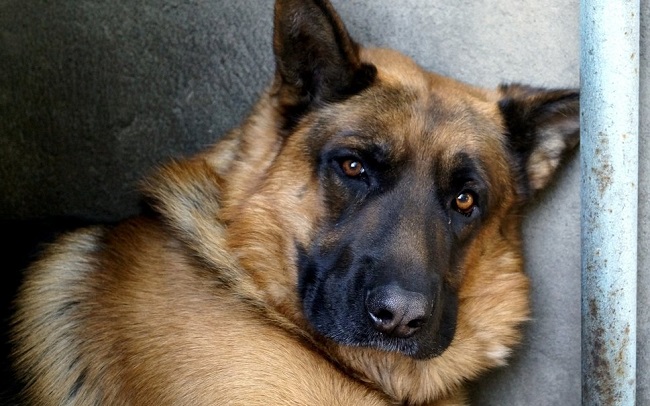 amazing face pics german shepherd