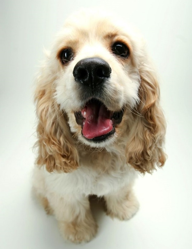 awesome cocker spaniel closeup
