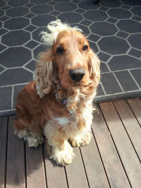 awesome cocker spaniel sitting