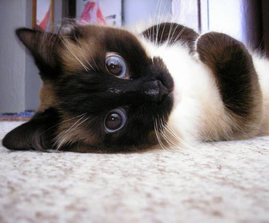 15 Reasons Siamese Cats Are Not The Friendly Cats Everyone Says They Are 5 awesome eyes siamese cat