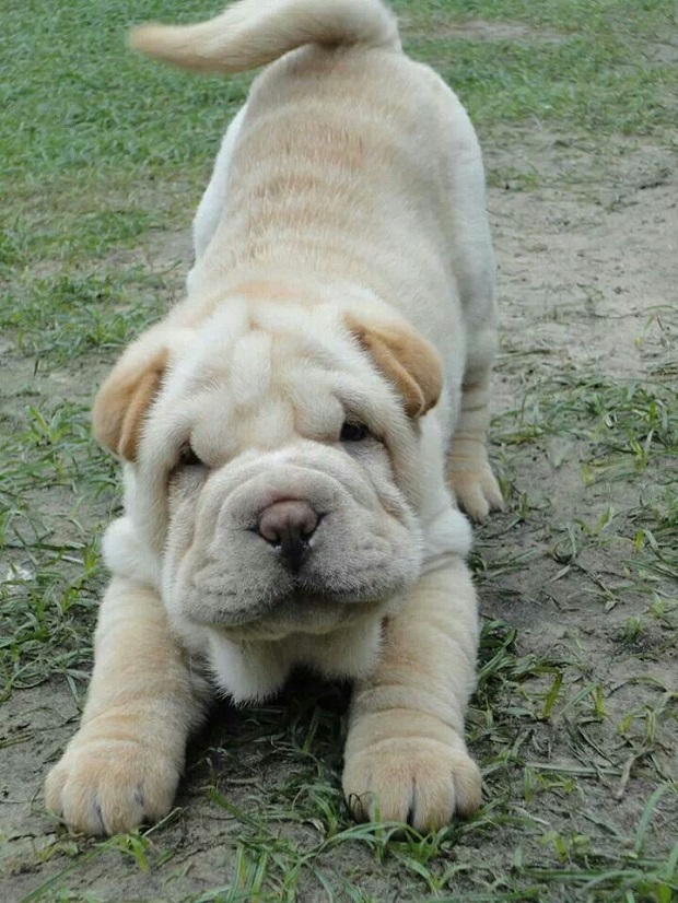 16 Reasons Shar Peis Are Not The Friendly Dogs Everyone Says They Are 16 awesome shar pei pics