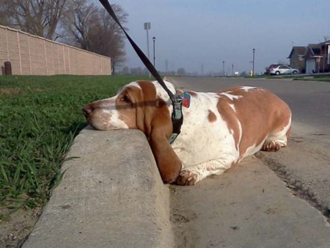 18 Things All Basset Hound Owners Must Never Forget 17 basset hound tired